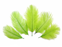 Wholesale Pack - Lime Green Ostrich Small Confetti Feathers (Bulk)