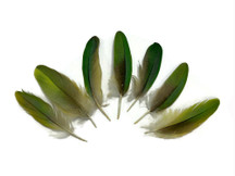 4 Pieces - Mini Natural Green Amazon Parrot Wing Feather