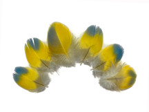 4 Pieces - Bright Blue & Yellow  Small Scarlet Macaw Plumage Feather - Rare