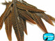 Natural patterned pheasant craft feathers