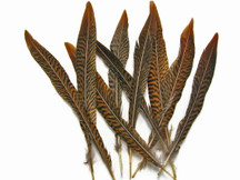 Brown and red striped feathers