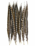 Brown colored tall craft feathers