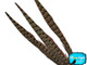 16-18" Natural Long Ringneck Pheasant Tail Feathers