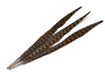 Brown stripe pattern slim pheasant feathers