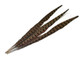 Brown stripe pattern slim pheasant feathers