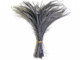 Gray long wispy peacock feathers