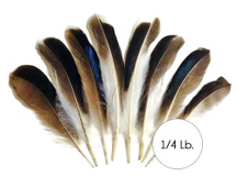 1/4 Lb. - Iridescent Blue Mix Mallard Duck Wing Wholesale Feathers (Bulk)