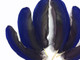 Blue cruelty free parrot feathers