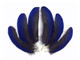 Blue Hyacinth Small Wing Feathers - Rare
