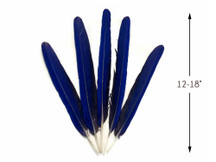 5 Pieces - Iridescent Blue Hyacinth Macaw Tail Feather Set - Rare-