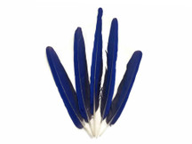 5 Tails Feathers -  Iridescent Blue And Yellow Macaw Tail Feather Set - Rare-