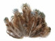 Green Almonds Ringneck Pheasant Wholesale Feathers (Bulk)