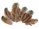 Brown fluffy natural colored pheasant feathers