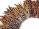 Red and brown fluffy strip of rooster feathers