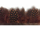 Brown dotted fluffy feather trim