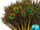 Yellow Mini Natural Peacock Tail Body Feathers With Eyes