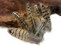 5 Pieces - Brown and Black Ruffed Grouse Secondary Tail Feathers