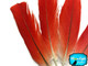 Red African Grey Parrot Wing Feathers - Rare-