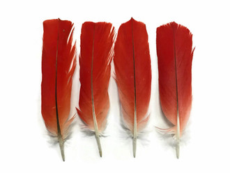 Cruelty-free natural colored small red bird feathers 