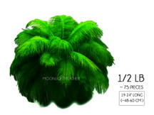 1/2 Lb. - 19-24" Kelly Green Ostrich Extra Long Drab Wholesale Feathers (Bulk)