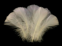 100 x Large Natural White Goose Feathers Seconds