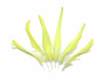 Rare unique yellow exotic bird parrot feathers