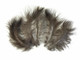 High quality natural wild turkey feathers. These feathers are short marabou down and can be used for crafts, masks, invitations, cards, stationary, and costumes.