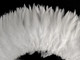 6-7" Natural White Strung Chinese Rooster Saddle Feathers (3864)