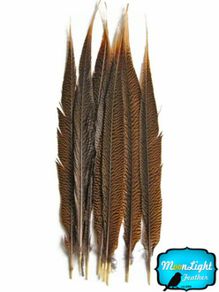 20-25" Natural Long Golden Pheasant Tail Feathers