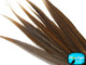 Natural colored gold and black striped feathers