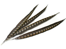 Striped stiff feathers for crafts