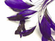 Purple rooster tail feathers