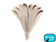 4 Pieces - Royal Palm Wild Turkey Rounds Wing Quill Feathers