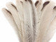 Beautiful high quality wild turkey royal palm wing feathers perfect for crafting, projects, fashion, masks, and decor.