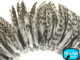Grey speckled striped fluffy stiff feathers