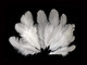 Natural White Hen Saddle Wholesale Feathers