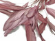 Soft pink eyelash feathers 