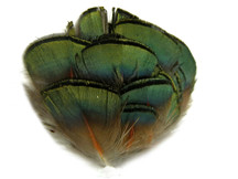1/8 Lb. - Iridescent Green Bronze Golden Pheasant Plumage Wholesale Feathers (Bulk)