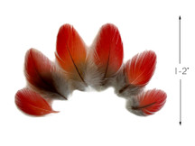 6 Pieces - Natural Red African Grey Parrot Small Body Plumage Feathers - Rare-