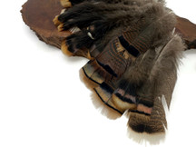 Collection 59 - Wild Turkey body and Tail Feathers Mix