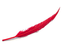 Long trim feathers for decoration, costumes, centerpieces.