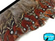 1 yard natural Temminck Tragopan rum body feather trim image 2