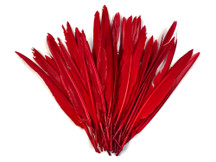 1/4 Lbs - Red Duck Pointer Primary Wing Wholesale Feathers (Bulk)