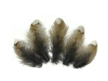 5 Pieces - White Tip Ruffed Grouse Plumage Feathers