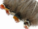 Brown with colorful tips Pheasant Feathers Small Wholesale