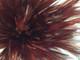 Dark Brown Natural Rooster Feathers for crafts
