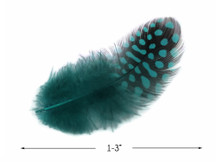 1 Pack - Peacock Blue Guinea Hen Polka Dot Plumage Feathers 0.10 Oz.