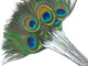 Stripped Peacock Feathers Green and Blue for crafts, jewelry, floral arrangement