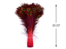 50 Pieces - 20-25" Red Dyed Over Natural Long Peacock Tail Eye Wholesale Feathers (Bulk)
