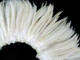 Stiff Rooster Feathers wholesale eggshell white